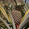 Plantation d'ananas