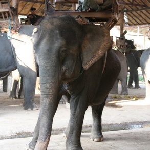 Balade à dos d'éléphants