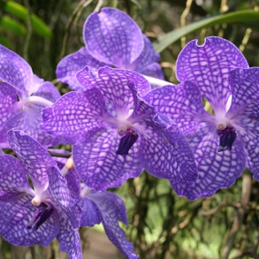 Serre d'Orchidées