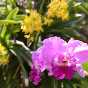 Serre d'Orchidées