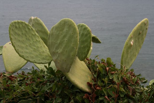 Cap Corse - cactus à Macinaggio